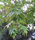Thumbnail for Quercus rubra