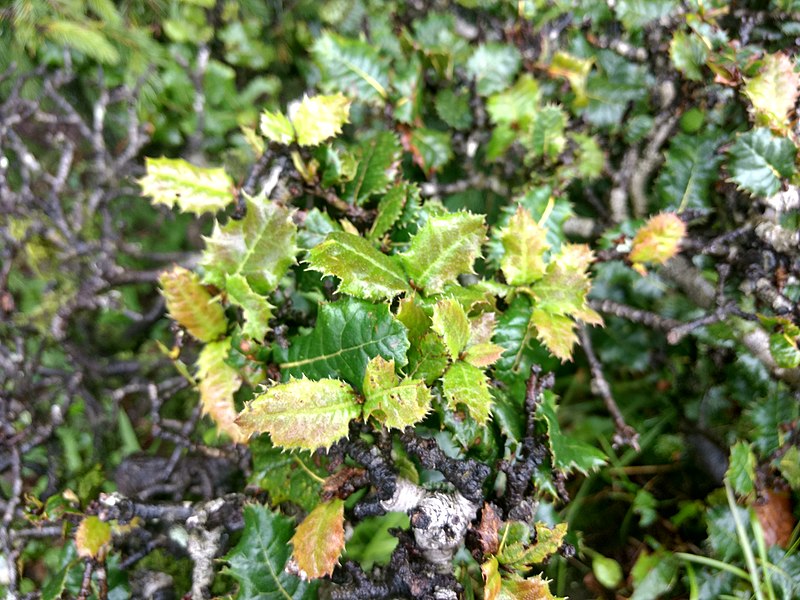 File:Quercus semecarpifolia 10.jpg