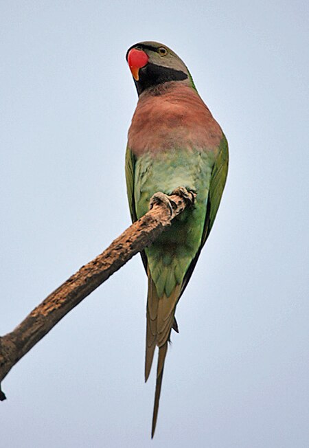 Red-breasted Parakeet (Psittacula alexandri) in Kolkata Im IMG 3446.jpg