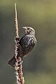 * Nomination Red-winged blackbird (Agelaius phoeniceus) female --Charlesjsharp 09:22, 19 April 2023 (UTC) * Promotion  Support Good quality. --GRDN711 14:32, 20 April 2023 (UTC)
