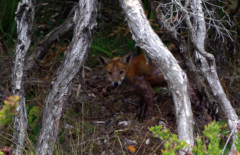 صورة:Red Fox Mornington National Park.jpg