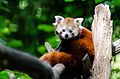 Red Panda (20068867666).jpg