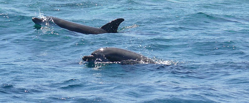 File:Red Sea Dolphins 02.jpg