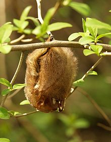 Летучая мышь красного цвета, свисающая вверх ногами с тонкой ветки дерева, опираясь на черные когти на ногах. Небольшие грозди из трех листьев прорастают из почек на разных ветвях на переднем и заднем плане. 