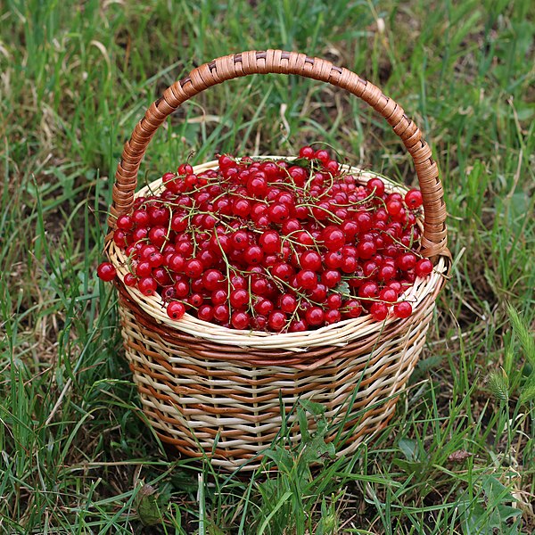 File:Redcurrant in basket 2018 G1.jpg