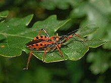 Reduviidae - Rhynocoris rubricus.JPG