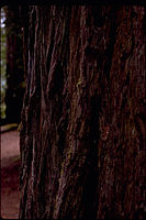 Redwood National Park REDW9354.jpg