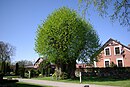 Reformation linden tree Steinbergkirche.jpg