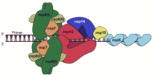 Replicase-transcriptase complex Replication-transcription complex for Coronaviruses cropped.png