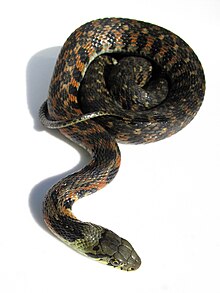 Rhabdophis tigrinus IMG 6513.retouch.JPG