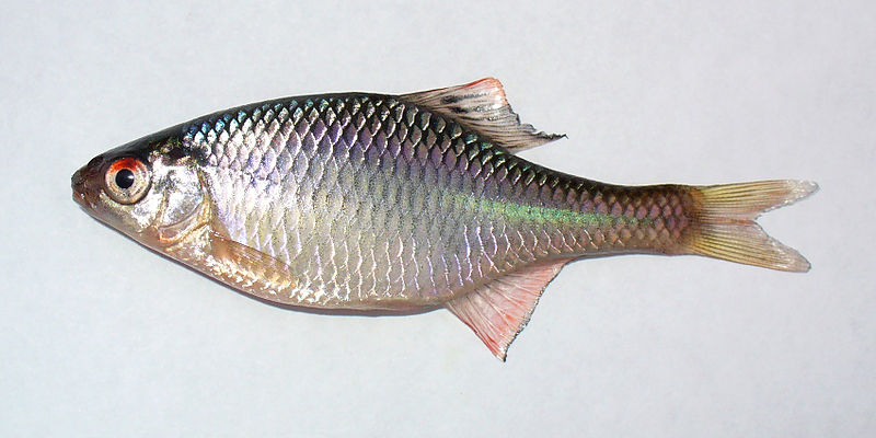 File:Rhodeus amarus 2008 G1.jpg