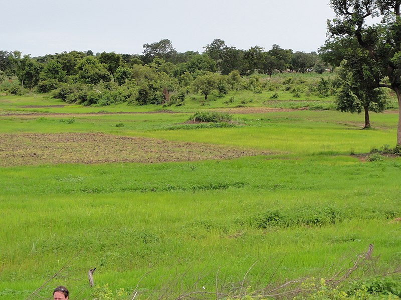 File:Rice cultivation in Benin - panoramio (24).jpg