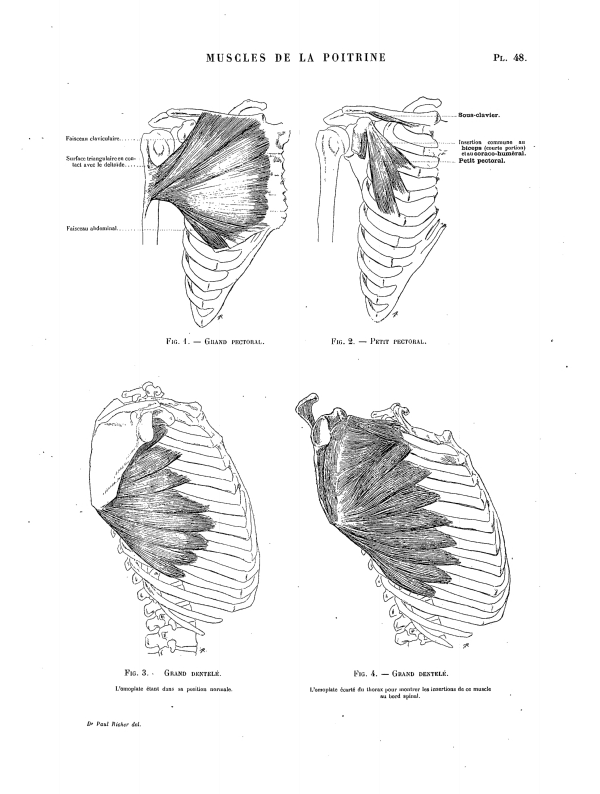 MUSCLES DE LA POITRINE Pl. 48