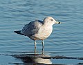 * Nomination Ring-billed gull in Marine Park --Rhododendrites 14:05, 14 February 2023 (UTC) * Promotion  Support Good quality. --Poco a poco 16:33, 14 February 2023 (UTC)