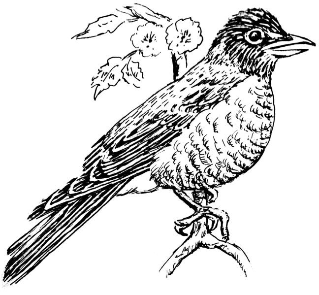 File:Robin 2 (PSF).png