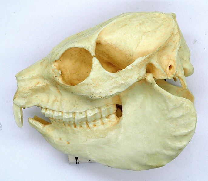 File:Rock Hyrax Skull (50669081611).jpg