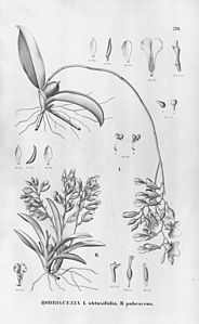 plate 39 Rodriguezia obtusifolia Rodriguezia pubescens