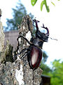 Čeština: Roháč obecný (Lucanus cervus) - samec, Bavorovice, okres České Budějovice, 25. května 2014. English: Lucanus cervus - male, Bavorovice, České Budějovice District, Czech Republic, 25 May 2014.