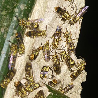 <i>Ropalidia ornaticeps</i> Species of wasp