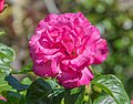 * Nomination Rosa 'Sky Tower' in Dunedin Botanic Garden, Dunedin, New Zealand. --Tournasol7 00:03, 3 December 2018 (UTC) * Promotion Good quality. --Seven Pandas 00:10, 3 December 2018 (UTC)