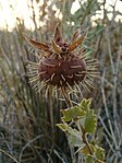 Rosa persica; Baikonur 03.jpg