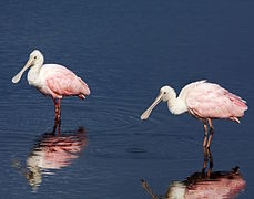 Des spatules rosées, en Floride.