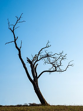 Dead plum tree on the Rothof in Bamberg Gaustadt