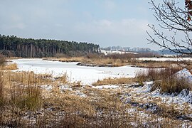 Großseggenriede im Winter