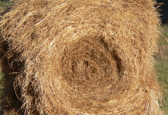 Poor-quality hay is dry, bleached out and coarse-stemmed. Sometimes, hay stored outdoors will look like this on the outside but still be green inside 