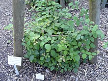 Rubus vestitus - Botanischer Garten, Франкфурт на Майн - DSC02477.JPG