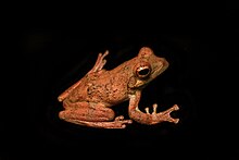 Rufous Foam-nest Tree Frog (Chiromantis rufescens).jpg