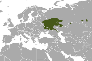 Russischer Desman: Merkmale, Verbreitung und Lebensraum, Lebensweise