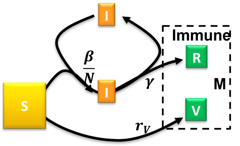 File:SIRV model cartoon.png