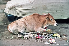 Sacred animal (India) Photo taken in creative trip to India