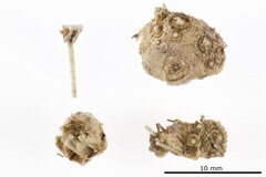 File:Salenocidaris profundi occlusa - ECH-000491 hab-dor.tif (Category:Echinodermata in the Natural History Museum of Denmark)