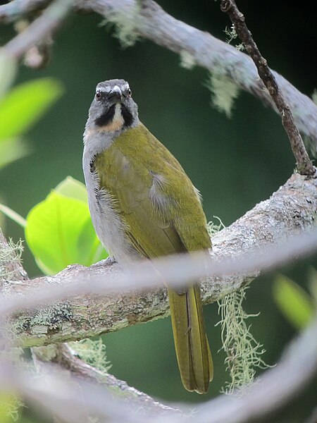 File:Saltator maximus Saltador ajicero Buff-throated Saltator (6886472662).jpg