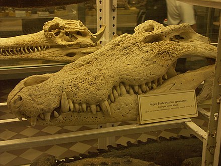 Saltwater crocodile skull from The Museum of Zoology, Saint Petersburg. Note the considerably more slender skull of a gharial in the background.