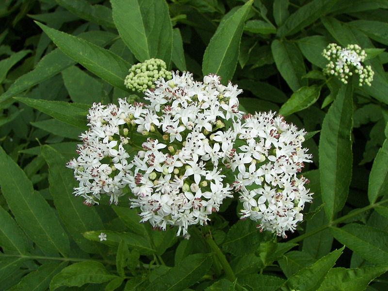 File:Sambucus ebulus 001.jpg