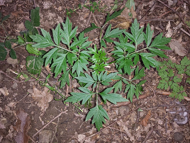 File:Sambucus nigra sl1.jpg