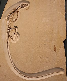 <i>Saniwa</i> Extinct genus of lizards