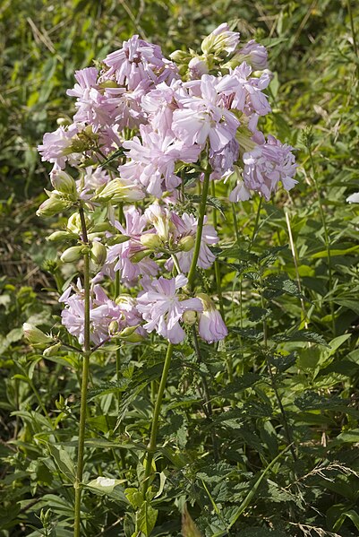 File:Saponaria officinalis-cv-fleurs-doubles vallee-de-grace-amiens 80 21072007 4.jpg