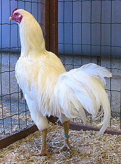 Satsumadori Japanese breed of fighting chicken