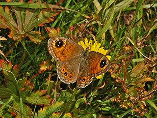 <i>Lasiommata</i> Genus of butterflies