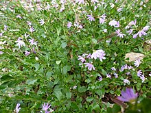 Scaevola albida.JPG