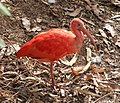 Scarlet Ibis.jpg