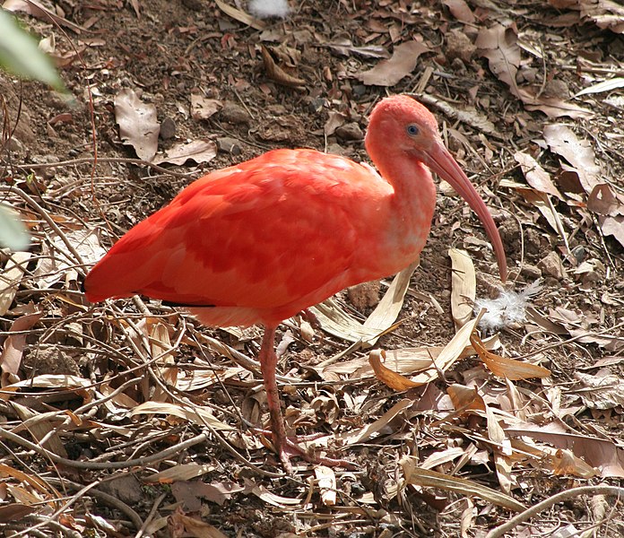 File:Scarlet Ibis.jpg