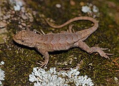 Description de l'image Sceloporus consobrinus, Jefferson County, Missouri.jpg.