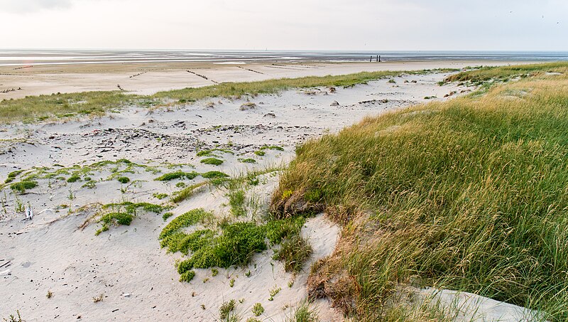 File:Scharhörn Nordweststrand.jpg