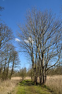 Schleswig-Holstein, Lunden, Landschaftsschutzgebiet und Naturerlebnisraum NIK 5787.jpg