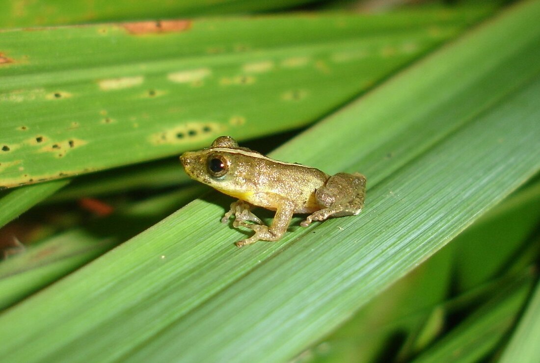 Ololygon argyreornata